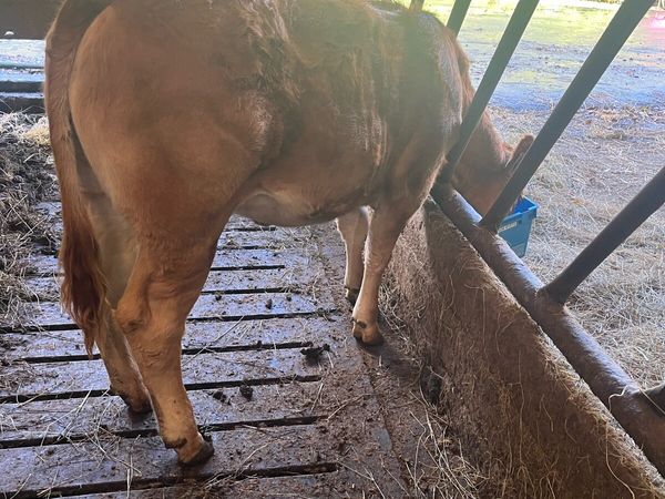 Limousin Heifer - Main image
