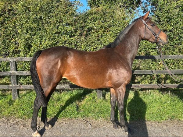 Thoroughbred mare - Main image