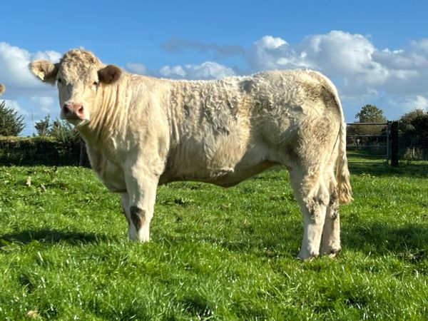 Super Pedigree Charolais Heifers - Main image