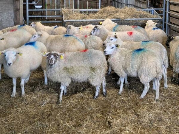 Ewe Lambs - Main image