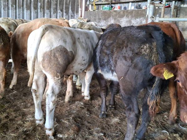 12 Smashing Suckler bred bull Weanlings - Main image