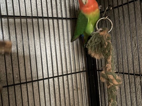 Lovebird pair /Quaker and concure - Main image
