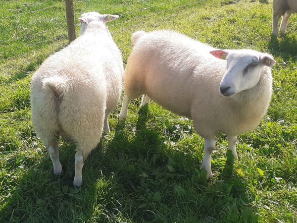 Pbr belclare ram lambs - Main image