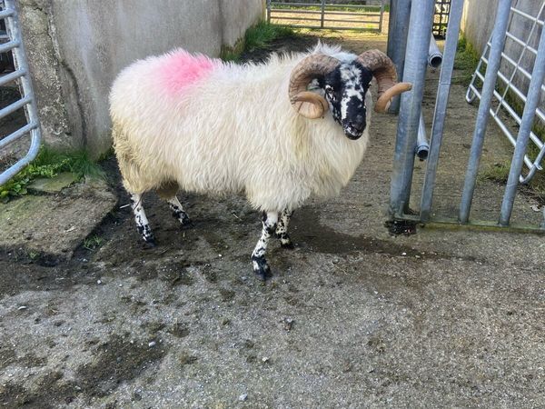 Ram hog - Main image