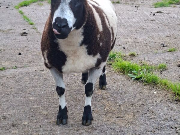 Sheep - Main image