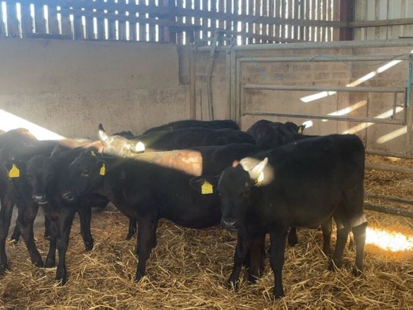 Angus heifers - Main image