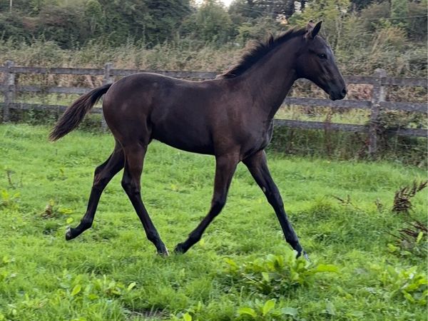 Kopperfield X Lancelot colt - Main image