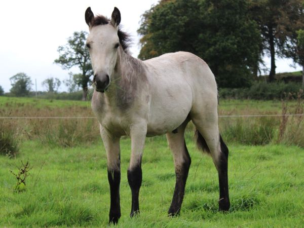 3 Connemara Foals - Main image