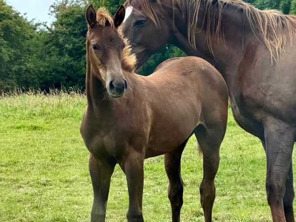 Kopperfield filly foal - Main image
