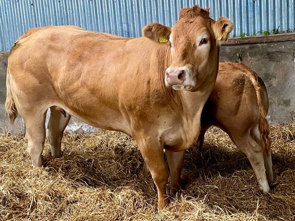Exceptional receipient HEIFER pregnancy - Main image