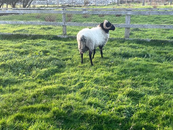 Scotch Hogget Ram - Main image