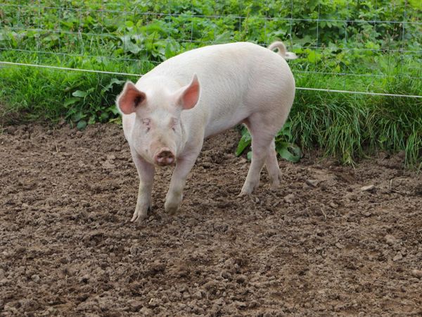 Sow - Main image