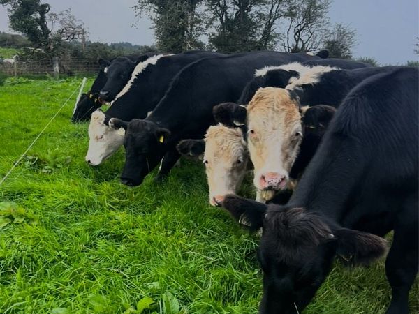 Angus/Hereford bullocks - Main image