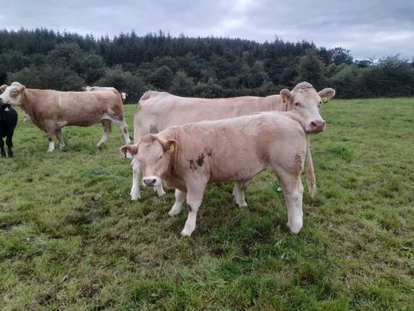 Organic Weanlings - Main image