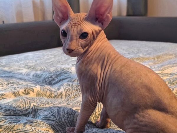 Sphynx - Main image