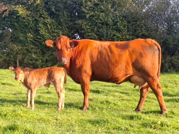 5 ☆ first calver, limousine bull calf at foot - Main image
