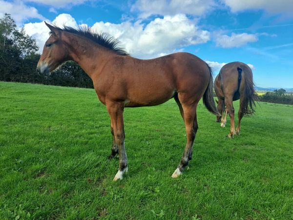 Foals for sale - Main image