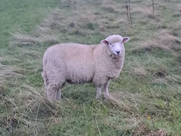 Galway Ram Lambs for Sale (Pure bred) - Main image