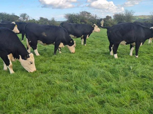 Hereford heifers for sale - Main image