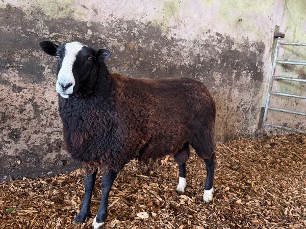 Organic Zwartble Hogget Rams & Ram Lambs - Main image