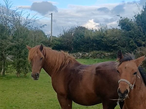 Class 1 Chestnut Connemara Mare - Main image
