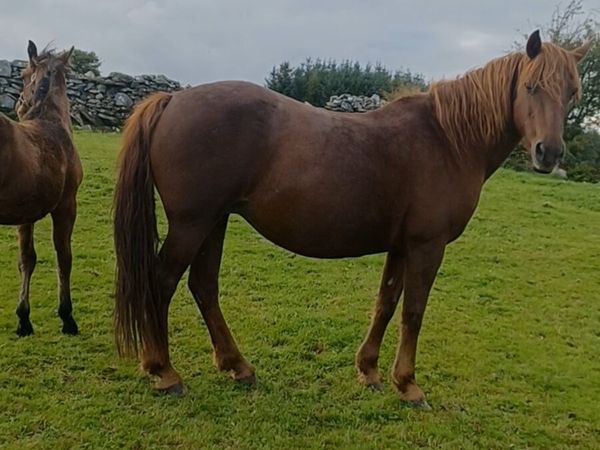2007 Class 1 Chestnut Connemara Mare - Main image