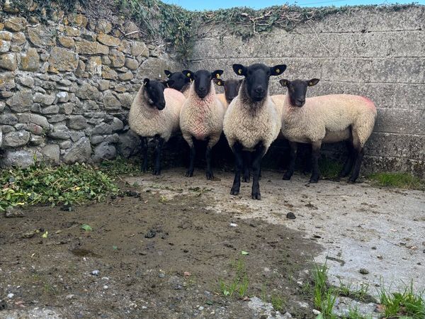 Suffolk Cross Hoggets - Main image