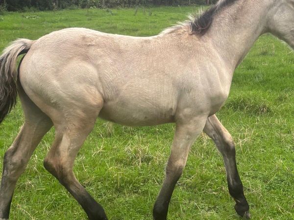 Foal - Main image