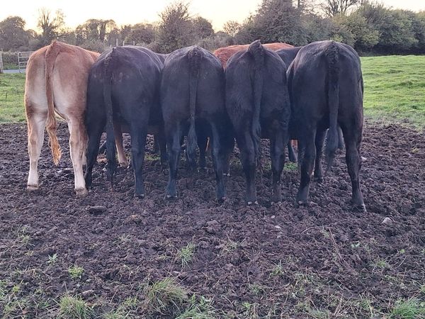 Limousine heifers - Main image