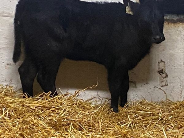 4 ABERDEEN ANGUS SUCK CALVES - Main image