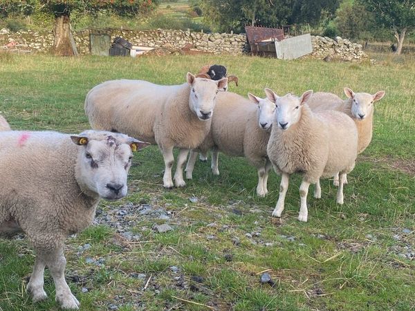 Rams - Main image