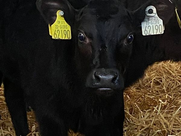 4 ABERDEEN ANGUS SUCK CALVES - Main image