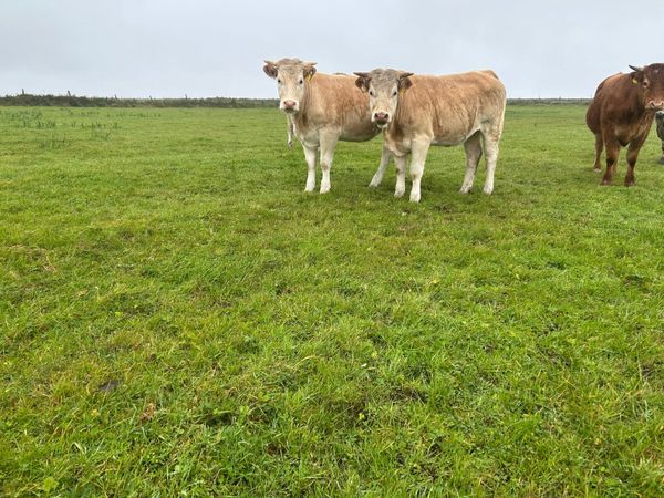 Organic heifers - Main image