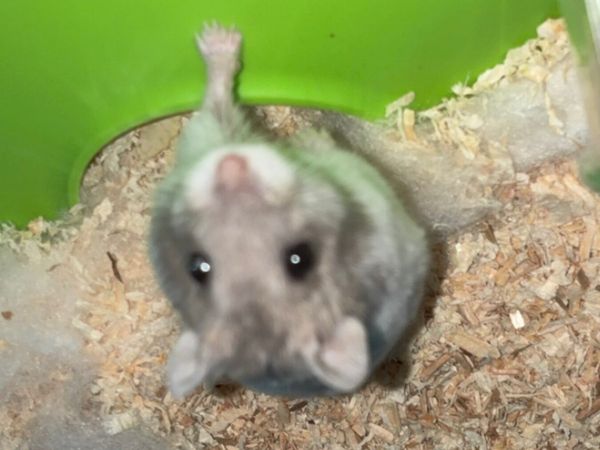 Hamster Full Setup - Main image