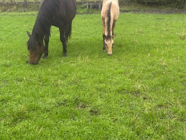 Colt Foal - Main image