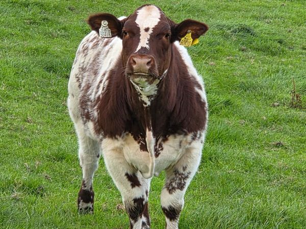 Belgian Blue Heifer - Main image