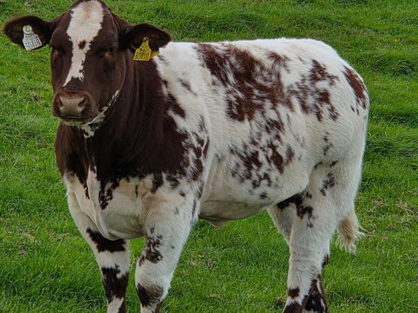 Blue Heifer Weanlings Balla Mart Tuesday 29th 29th - Main image