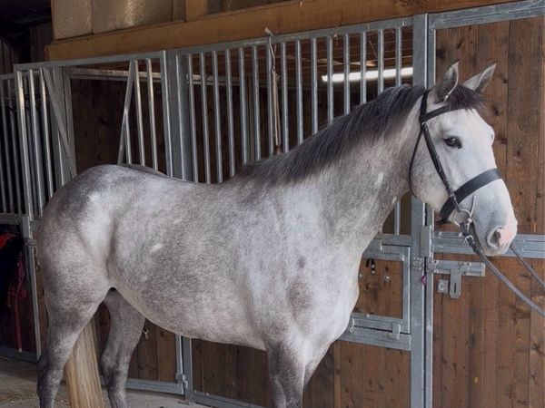 148 4 year old horse breed - Main image