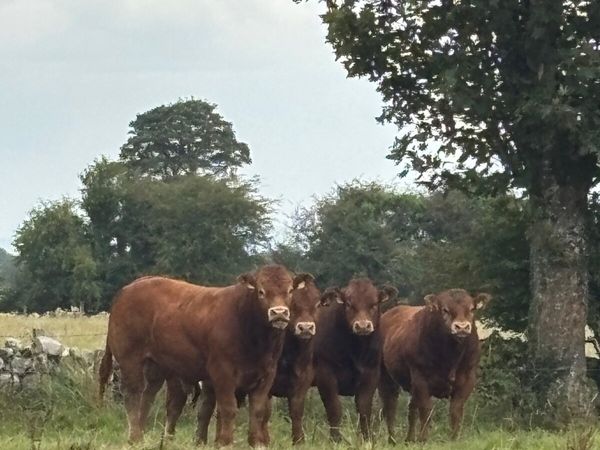 Cattle - Main image