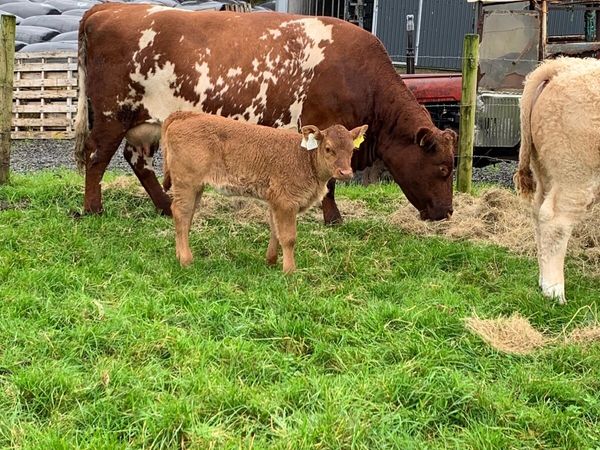 Cow and calf - Main image