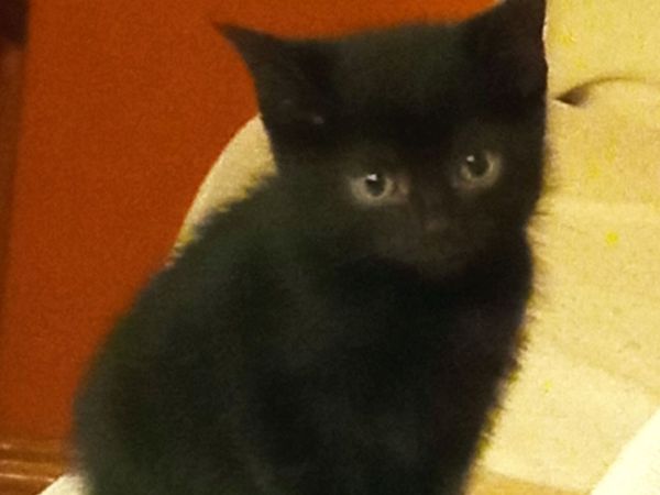 Kitten - Main image