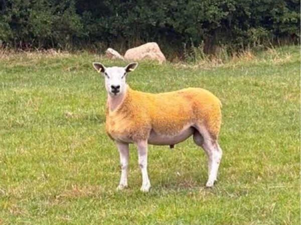 Wanted Aberfield ram - Main image