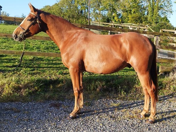 3yo Gelding - Lot 125A Cavan Performance Sale - Main image