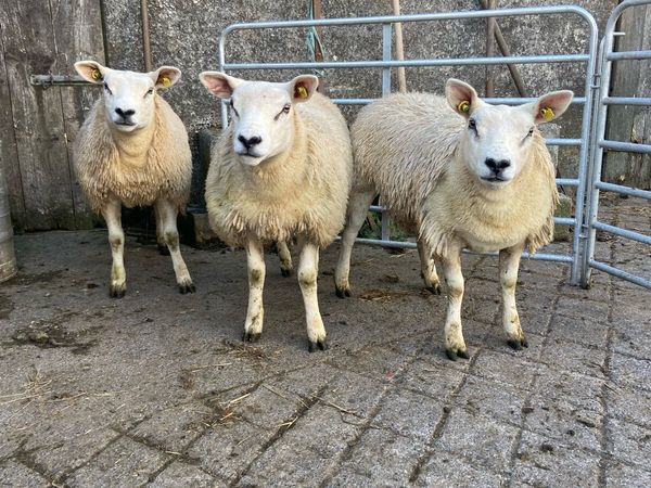 PBR texel lambs - Main image