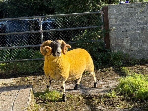Lanark rams - Main image