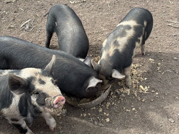 Piglets - Main image