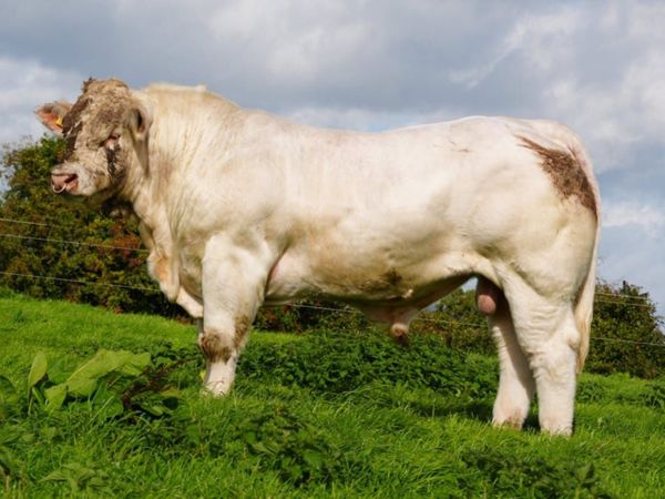 Pedigree Charolais Cattle - Main image