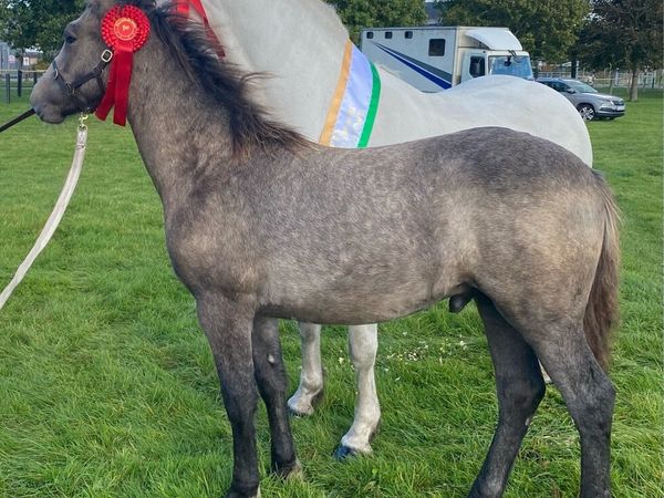 Connemara foal - Main image