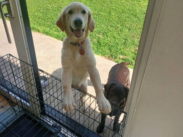 Dog Crate - Main image