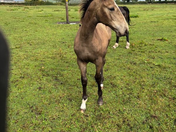 Dun Colt foal - Main image